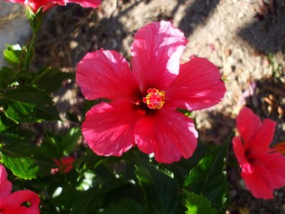 is hibiscus poisonous to dogs