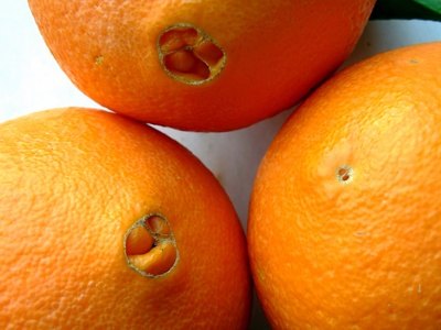Why do some oranges have seeds but others dont?   quora