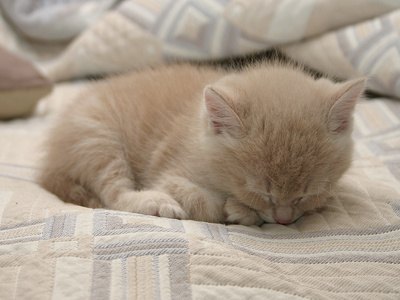 What Causes Low Body Temperature, Lethargy and Weakness in Kittens?