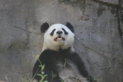 How Do Giant Pandas Survive? (with Pictures) | eHow