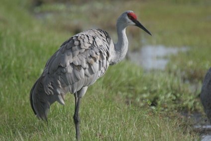 south west florida bird identification guide bing images south west florida bird identification guide bing images