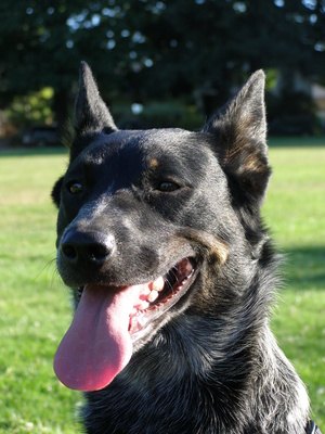 How to Keep a Blue Heeler Busy How to Keep a Blue Heeler Busy