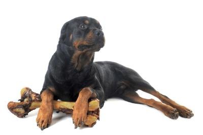why do dogs chew on bones why do dogs chew bones with pictures ehow why do dogs chew on bones why do dogs chew bones with pictures ehow