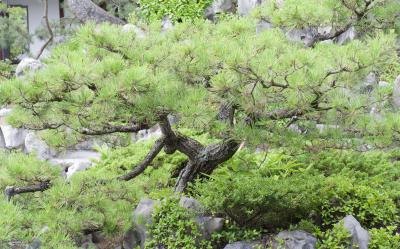 Japanese black pine