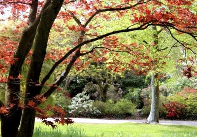Japanese maple