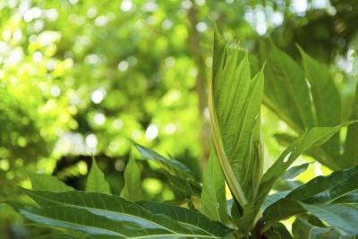does chemosynthesis produce oxygen does chemosynthesis produce oxygen