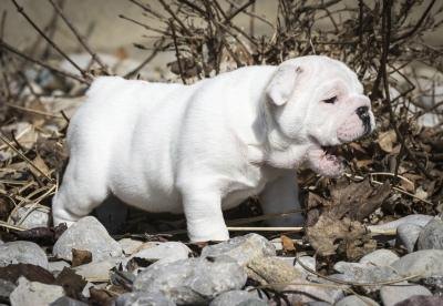 English bulldog puppy playing in leaves