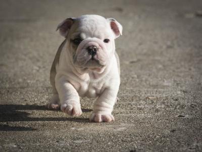 How do you get British bulldog puppies?