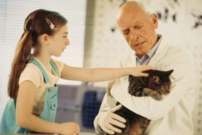 Cat Allergies & Rashes