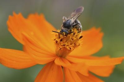 vines flowering don't bees that attract Don't Pictures)  (with Attract eHow Bees That Flowers