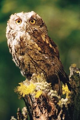 types of birds owl species of alabama types of birds owl species of alabama