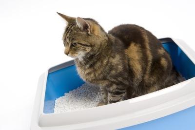 How to Control a Fecal Smell in a Cat Litter Box