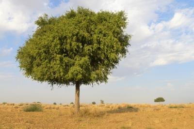 articles arabian desert plants articles arabian desert plants