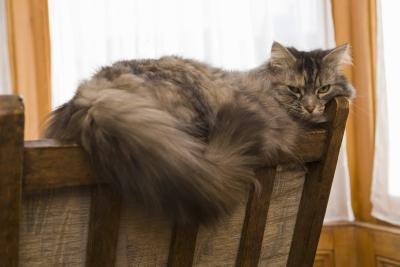 Signs of Bladder Infections in Cats