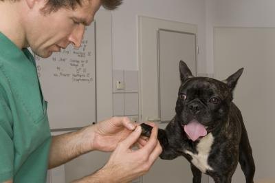 Vet doing check-up on English bulldog puppy
