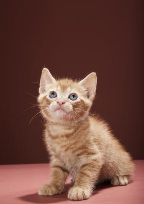 Care and Feeding of Orphaned Newborn Kittens