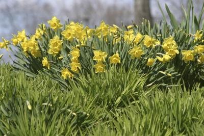 Are Paper Whites Poisonous to Cats?