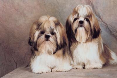 How to Puppy Cut a Shih Tzu How to Puppy Cut a Shih Tzu