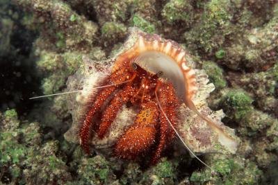 Hermit crabs are just one type of crab.(Comstock/Stockbyte/Getty 