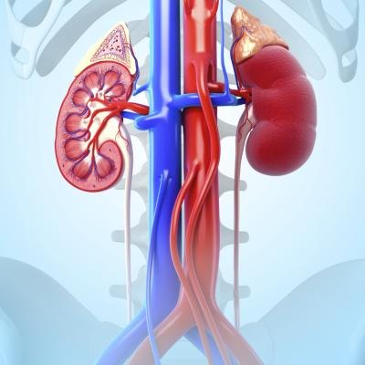 What Is the Position of the Human Kidney? (with Pictures) | eHow