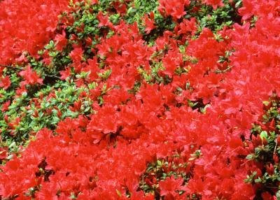 Azaleas have evergreen leaves, spring flowers and shade tolerance 