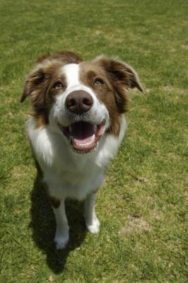 What Kind of Habitats Do Border Collies Like? What Kind of Habitats Do Border Collies Like?
