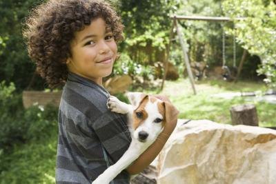 How to Adopt a Toy Rat Terrier How to Adopt a Toy Rat Terrier