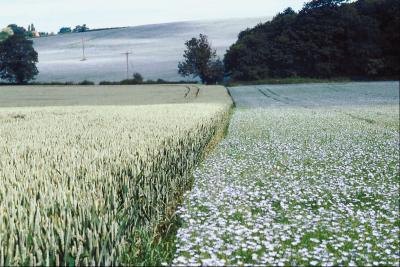 field of flaxseed