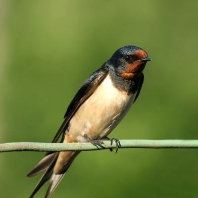 birds that eat mosquitoes with pictures ehow birds that eat mosquitoes with pictures ehow