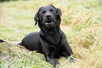 what causes sneezing in dogs what are the causes of sneezing ehow what causes sneezing in dogs what are the causes of sneezing ehow
