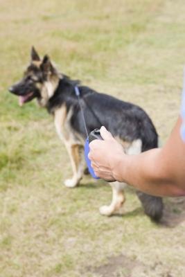 Steroid use side effects in dogs