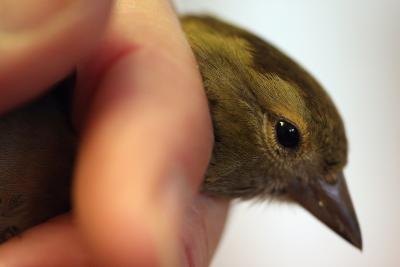 How to Breed Green Singer Finches How to Breed Green Singer Finches