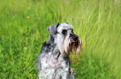 miniature schnauzer span schnauzers getty certain diseases predisposed istock