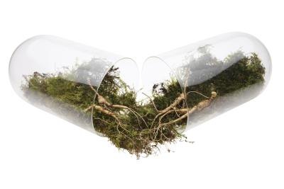 Ginseng capsule.