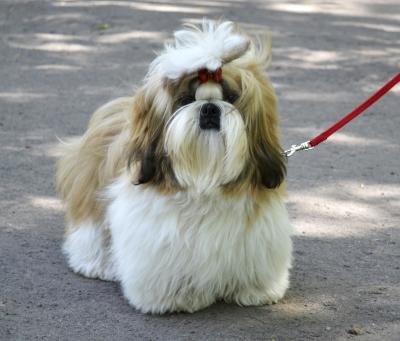 shih tzu shed the best non shedding miniature breeds with pictures ehow shih tzu shed the best non shedding miniature breeds with pictures ehow