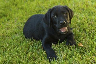 How To Stop Dogs Urinating On Plants How To Stop Dogs Urinating On Plants