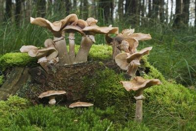 Edible+Mushrooms+in+Indiana In Indiana, you can forage for mushrooms in the forest from early ...
