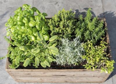 Your food choices are limited, try adding fresh herbs to enhance the flavor in your meals.