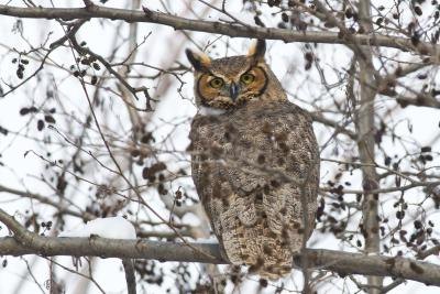 owl sounds at night