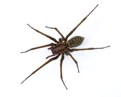 Brown+Spiders+in+Wisconsin Tegenaria domestica spider.(CreativeNature_nl/iStock/Getty Images)