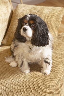 What Breeds of Dog Stay at Home Best? What Breeds of Dog Stay at Home Best?