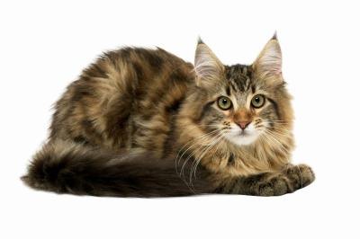 Why Cats Lose Hair on Their Underside