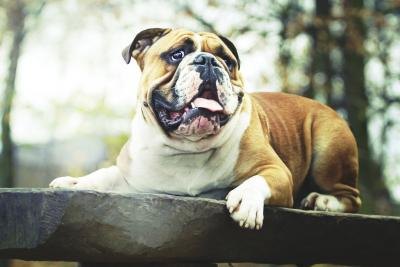 English bulldog lying down