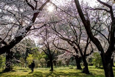 Japanese cherry trees