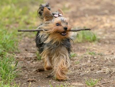 yorkie puppy biting what is the difference between a yorkie a silky terrier ehow yorkie puppy biting what is the difference between a yorkie a silky terrier ehow