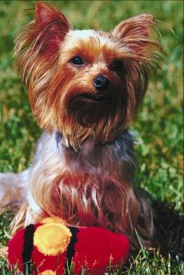 Dogs Health: Yorkie Eating Habits Dogs Health: Yorkie Eating Habits