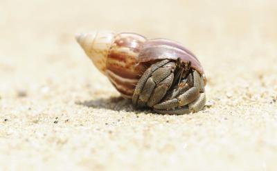 There are about 440 different types of crab.(haveseen/iStock/Getty 