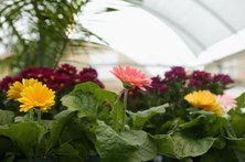 Create the ideal environment inside your greenhouse for growing plants.
