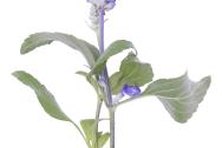 Create a blue hair conditioner using dried hollyhock flowers.