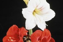 Amaryllis can provide long-lasting indoor blooms.